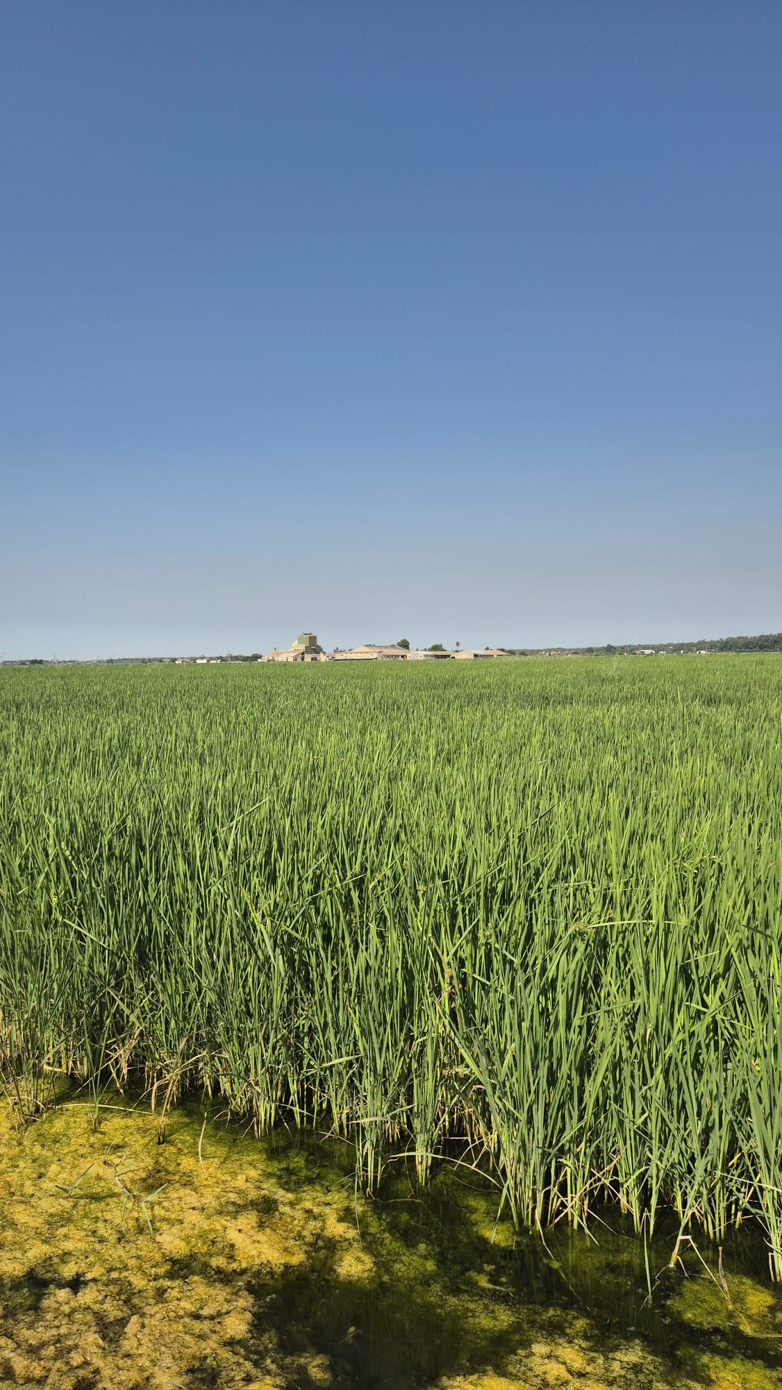Arrozales verdes del Guadalquivir paisaje marismas Sevilla