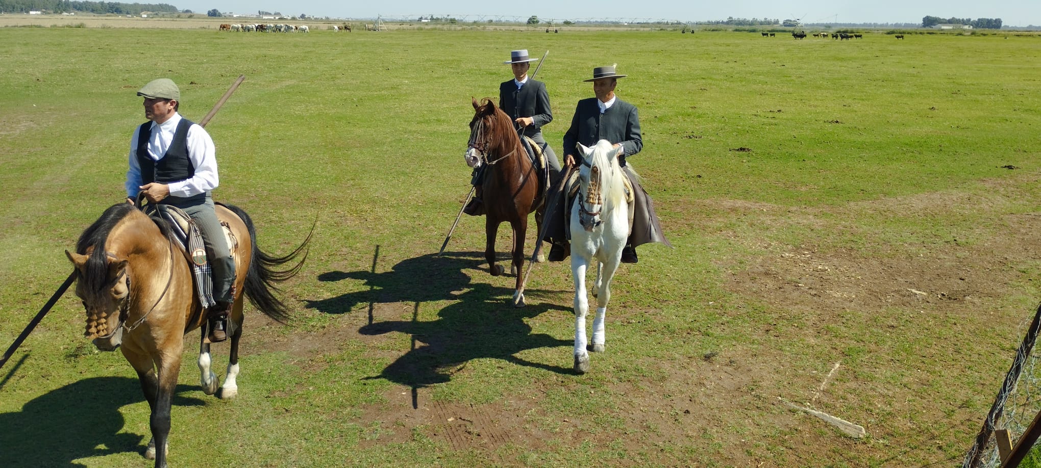 Retrato caballo de pura raza española yeguada Rancho El Rocío
