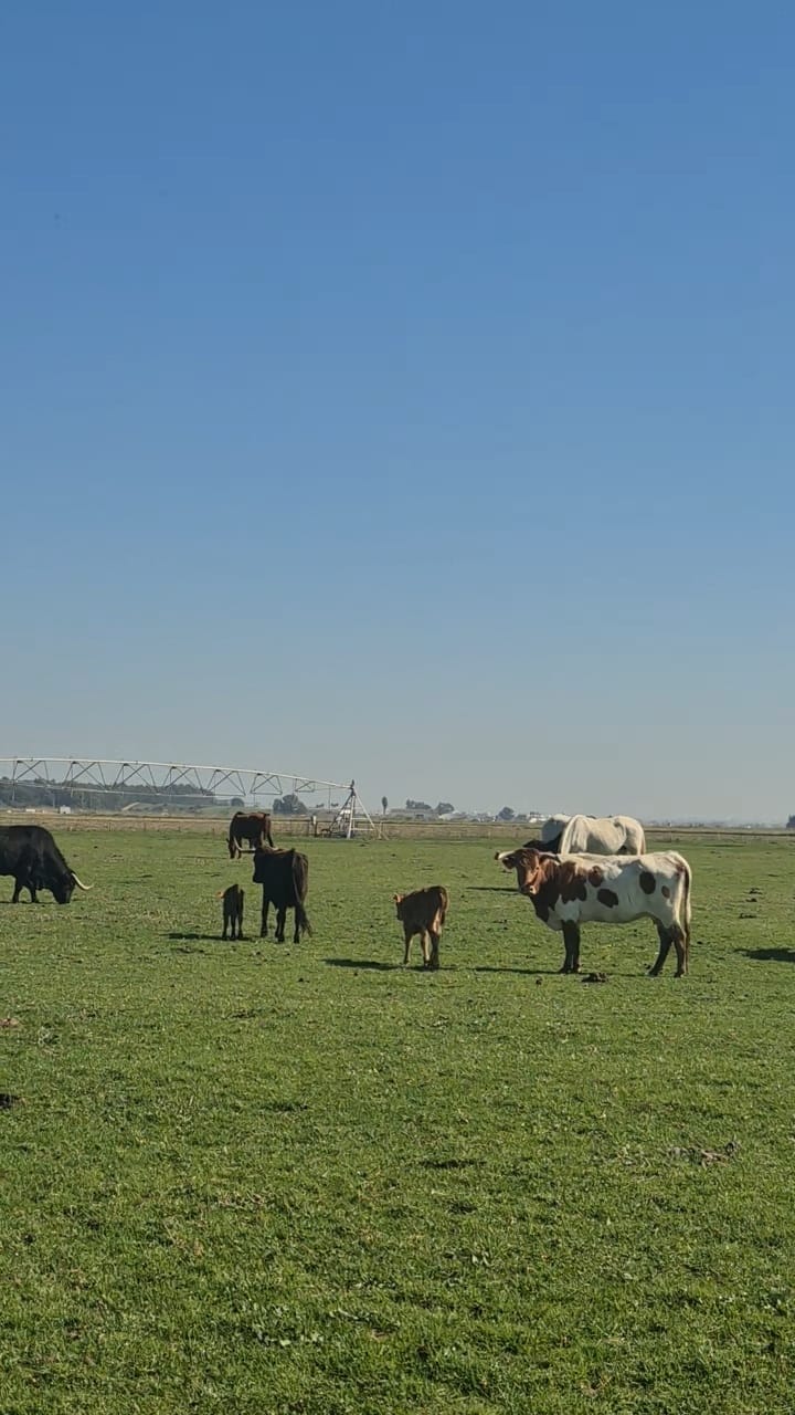 Visita guiada a la yeguada Agrícola Peralta experiencia exclusiva
