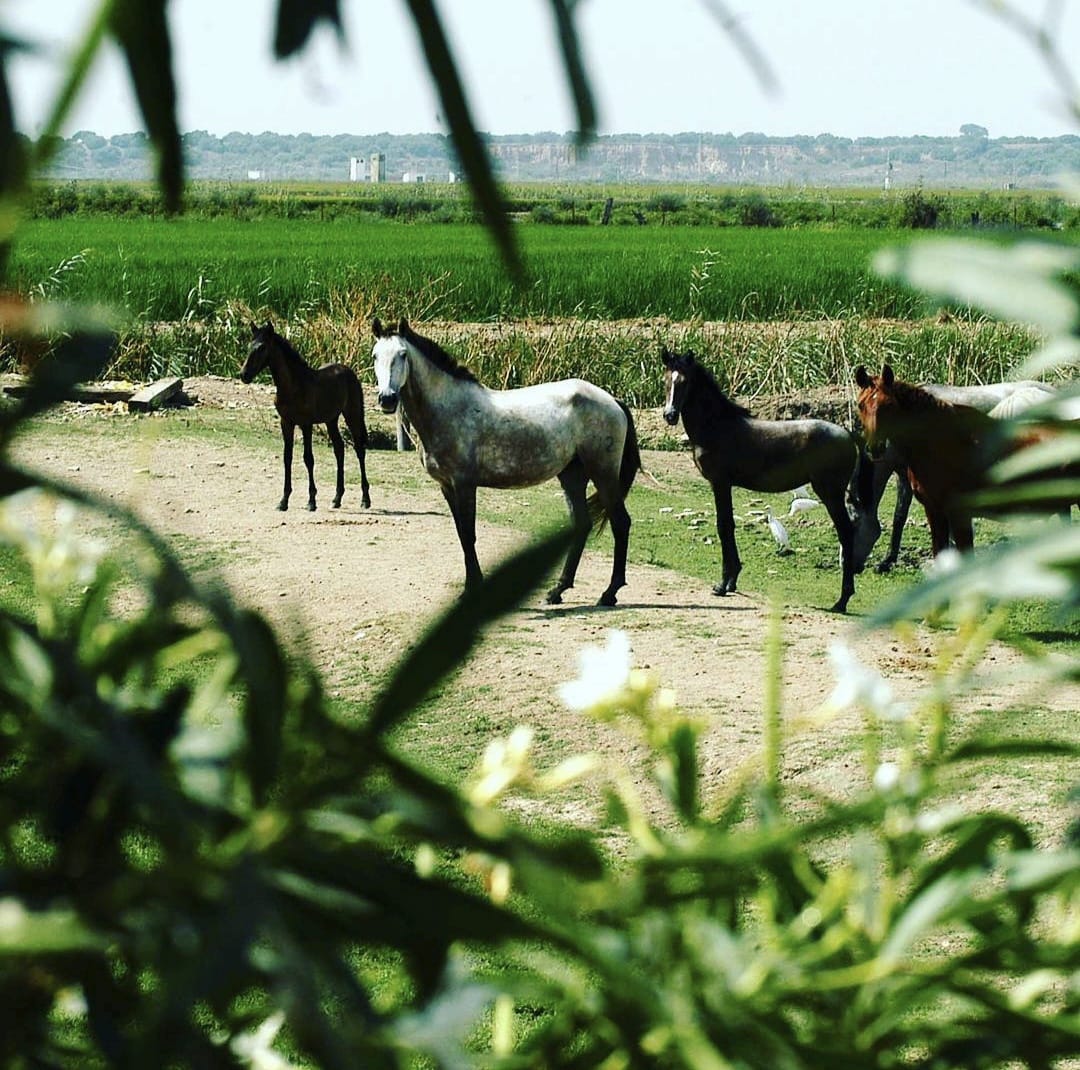 Caballos de la yeguada Agrícola Peralta en la finca