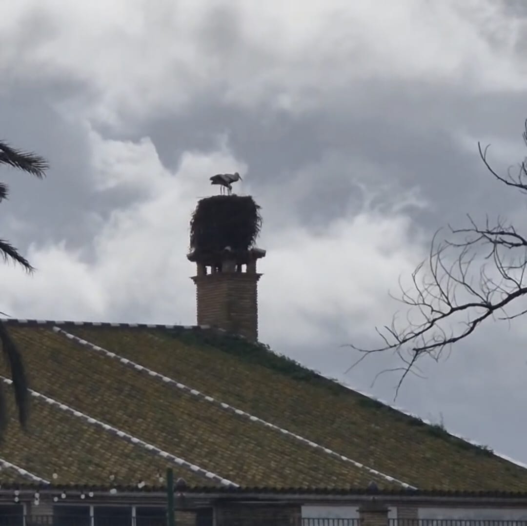 Palmeras y vegetación en el camino de entrada al Rancho El Rocío