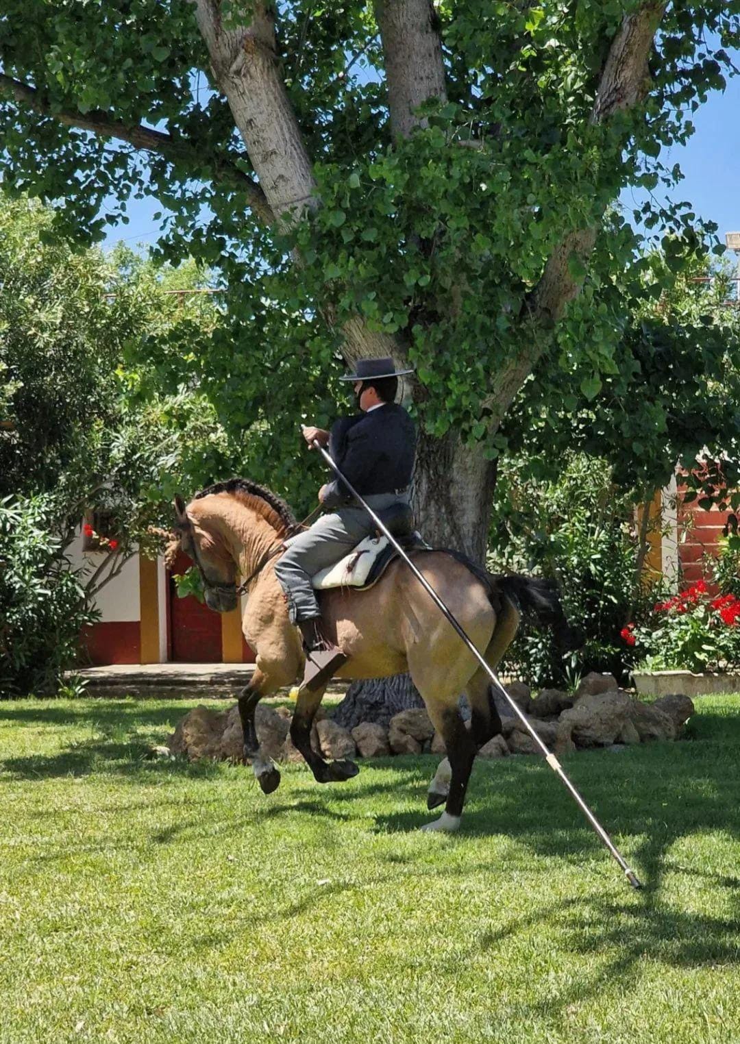 Jinete y caballo durante espectáculo ecuestre en picadero