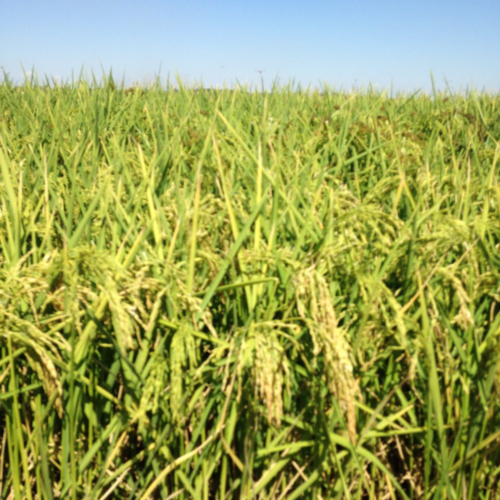 Visita guiada arrozales cultivo tradicional de arroz en marismas