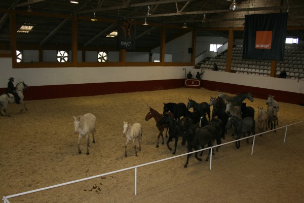 Picadero cubierto Rancho El Rocío gran capacidad exhibiciones ecuestres