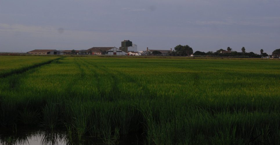 Atardecer sobre los arrozales del Guadalquivir Doñana