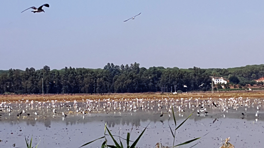 Vista aérea Rancho El Rocío finca junto al Guadalquivir