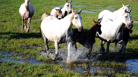 Marismas del Parque Nacional de Doñana naturaleza biodiversidad