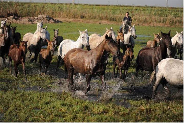 Yeguada cerca de sevilla