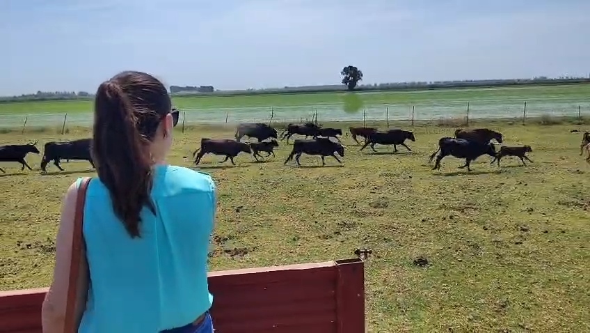 Reses bravas corriendo por la marisma de Rancho El Rocío durante la visita
