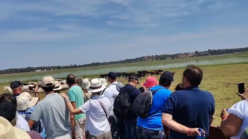 Visitantes observando reses bravas correr por la marisma en Rancho El Rocío